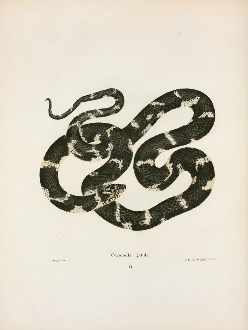 Coluber Quadrivittatus Wall Art by John Edwards Holbrook - High-Resolution Digital Print