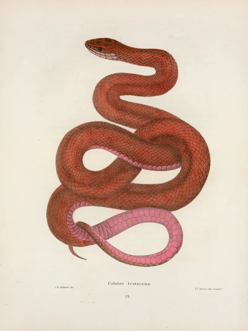 Coluber Testaceus Wall Art by John Edwards Holbrook - High-Resolution Digital Print