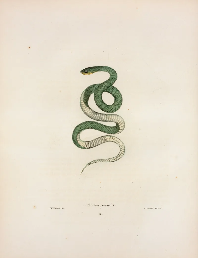 Coluber Vernalis Wall Art by John Edwards Holbrook - High-Resolution Digital Print
