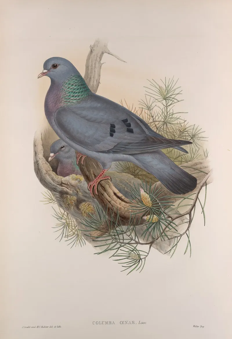 Columba Oenas Stock Dove Wall Art by John Gould - High-Resolution Digital Print
