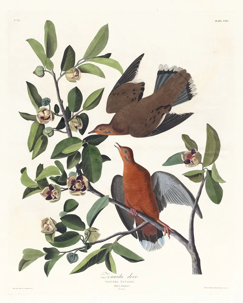 Columba Zenaida Wall Art by John James Audubon - High-Resolution Digital Print