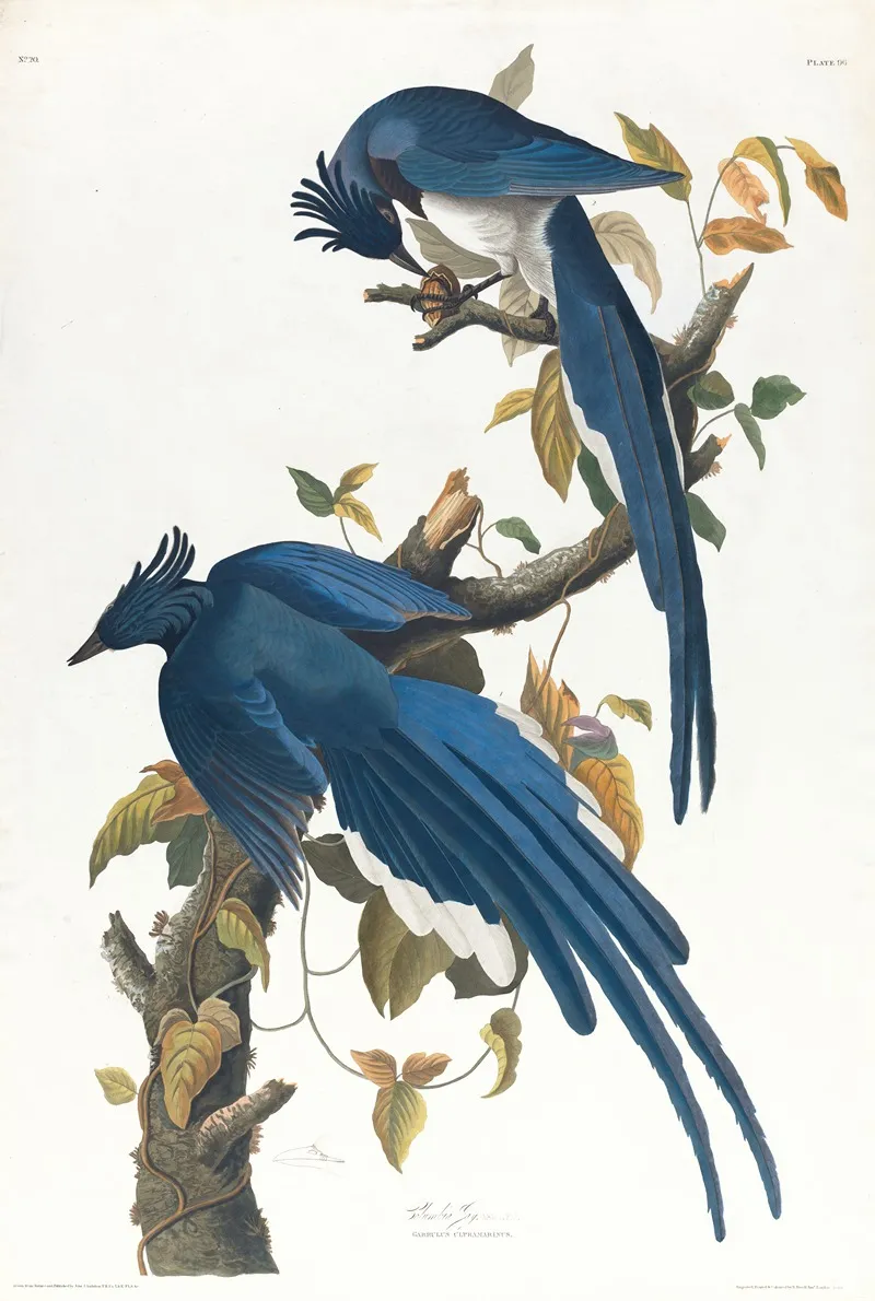 Columbia Jay Wall Art by John James Audubon - High-Resolution Digital Print
