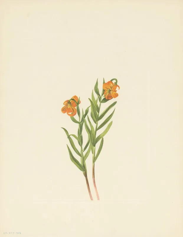 Columbia Lily Lilium Columbianum 3