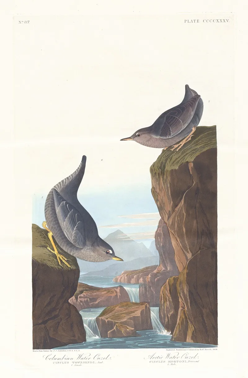 Columbian Water Ouzel Wall Art by John James Audubon - High-Resolution Digital Print