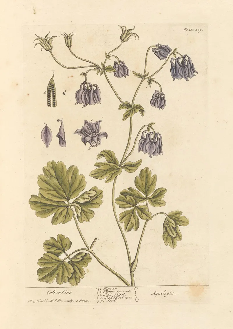 Columbine 2 Wall Art by Elizabeth Blackwell - High-Resolution Digital Print