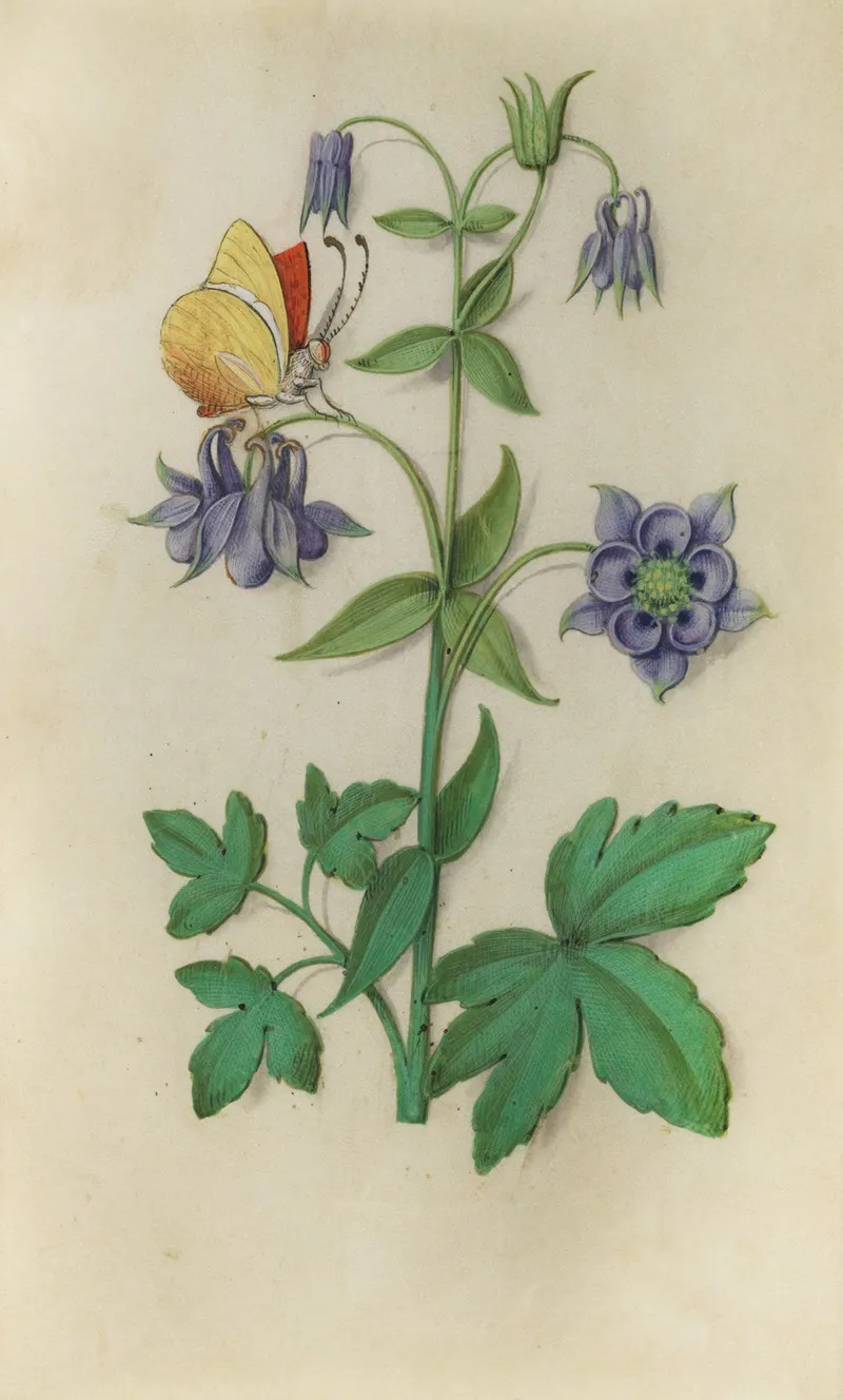 Columbine Aquilegia Vulgaris With A Brimstone Butterfly Wall Art by Master of Claude de France - High-Resolution Digital Print
