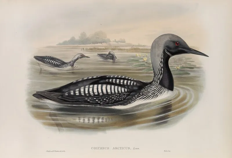 Colymbus Arcticus Black Throated Diver Wall Art by John Gould - High-Resolution Digital Print