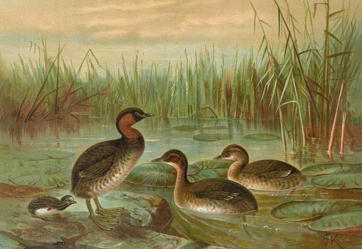 Colymbus Fluviatilis Tunst Kleiner Lappentaucher Wall Art by Johann Friedrich Naumann - High-Resolution Digital Print
