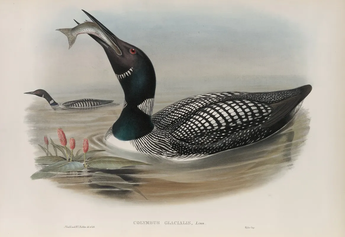 Colymbus Glacialis Great Northern Diver Wall Art by John Gould - High-Resolution Digital Print