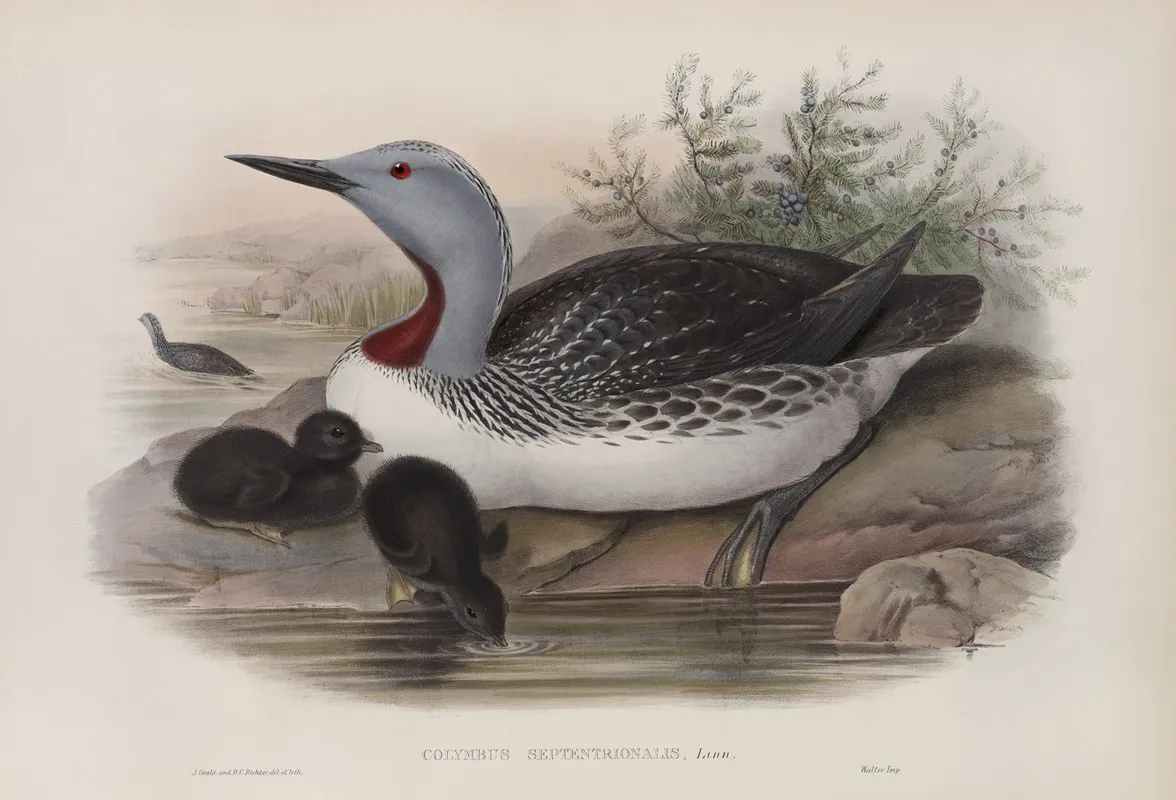 Colymbus Septentrionalis Red Throated Diver Wall Art by John Gould - High-Resolution Digital Print