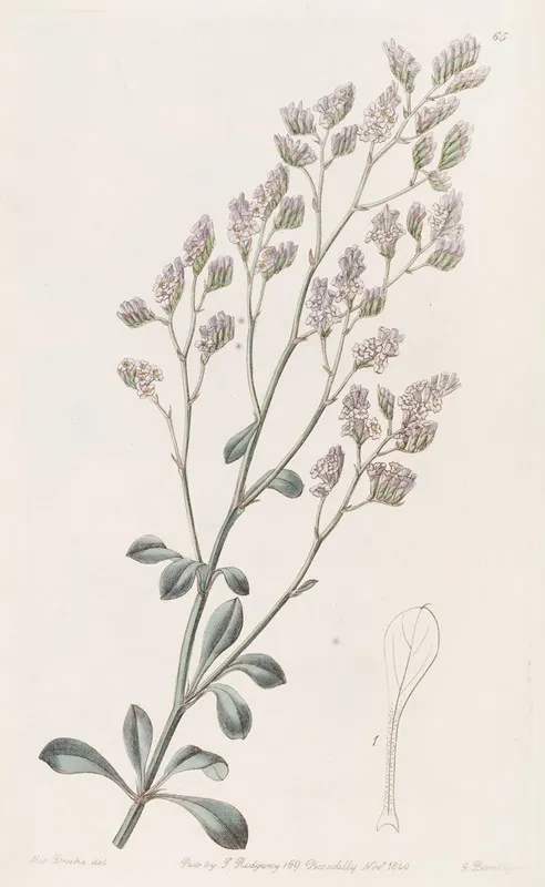Comb Flowered Sea Lavender Wall Art by Sydenham Edwards - High-Resolution Digital Print