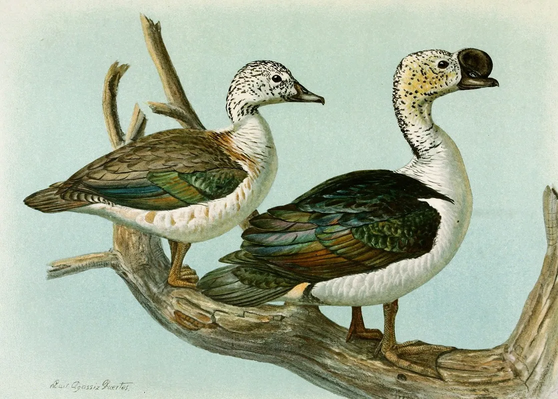 Comb Or Knob Billed Duck Wall Art by Louis Agassiz Fuertes - High-Resolution Digital Print