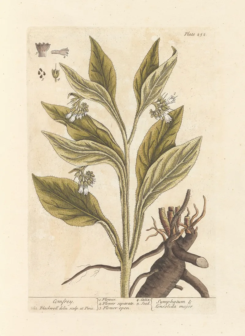 Comfrey Wall Art by Elizabeth Blackwell - High-Resolution Digital Print