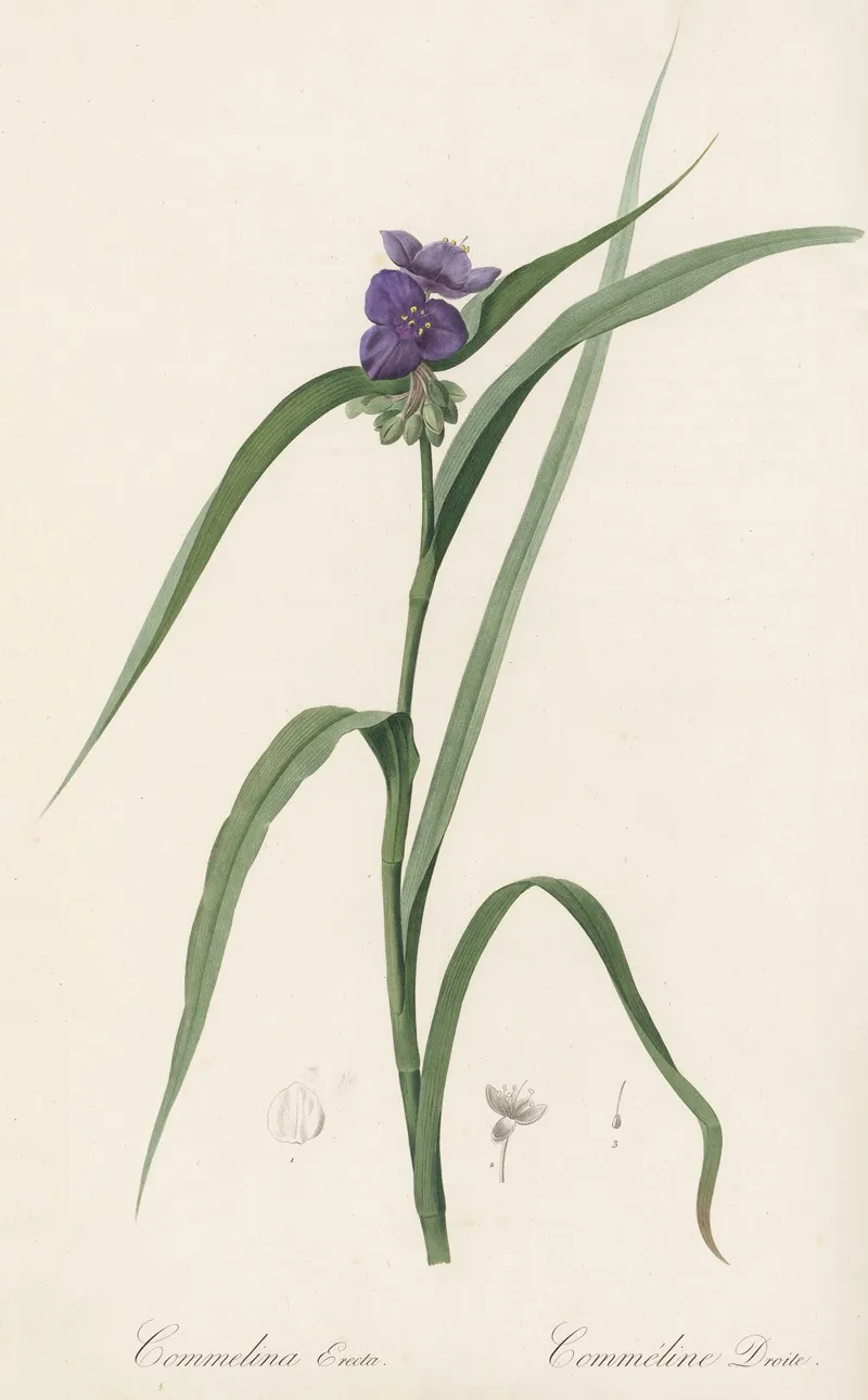 Commelina Erecta Wall Art by Pierre Joseph Redouté - High-Resolution Digital Print