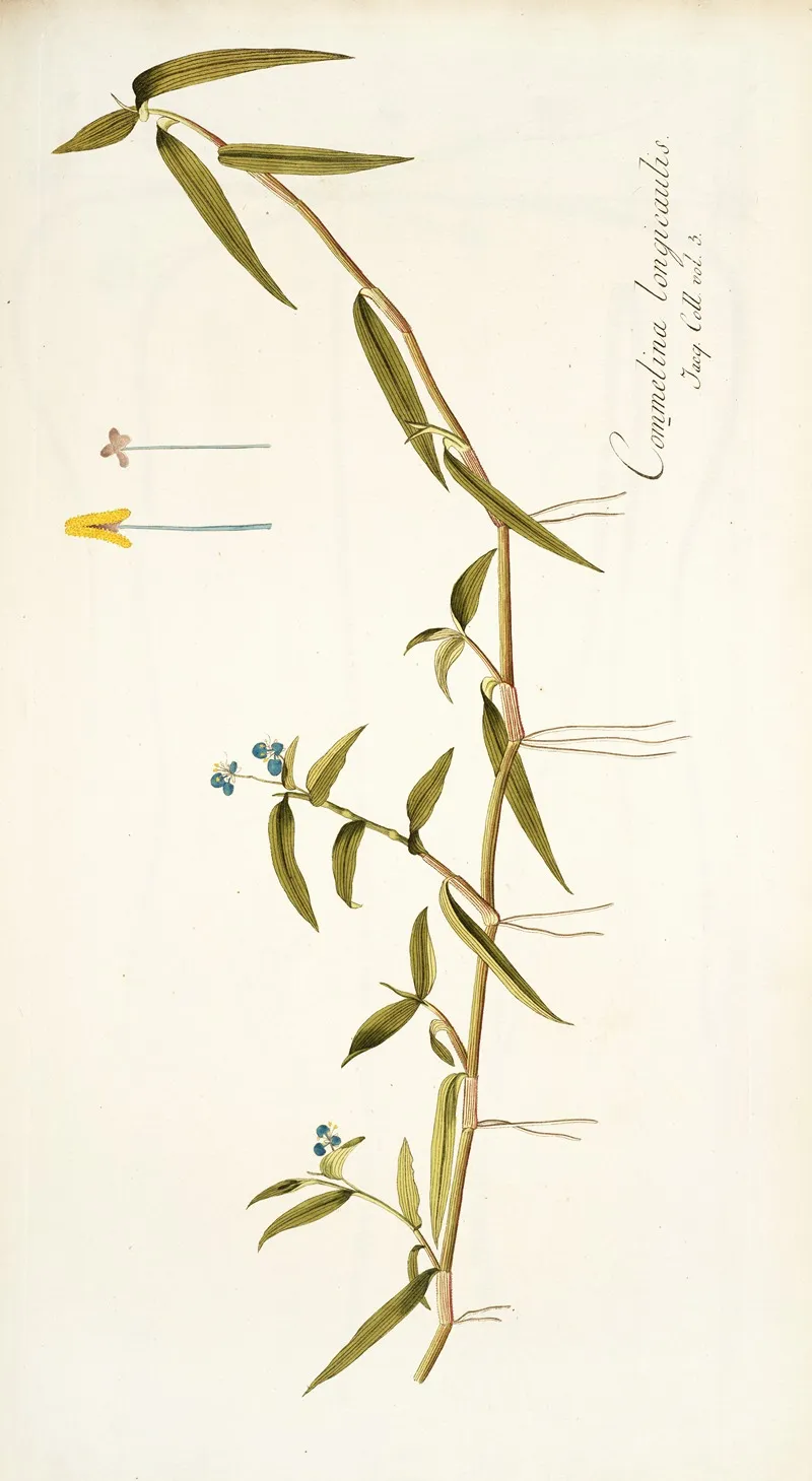 Commelina Longicaulis Wall Art by Nikolaus Joseph Freiherr von Jacquin - High-Resolution Digital Print