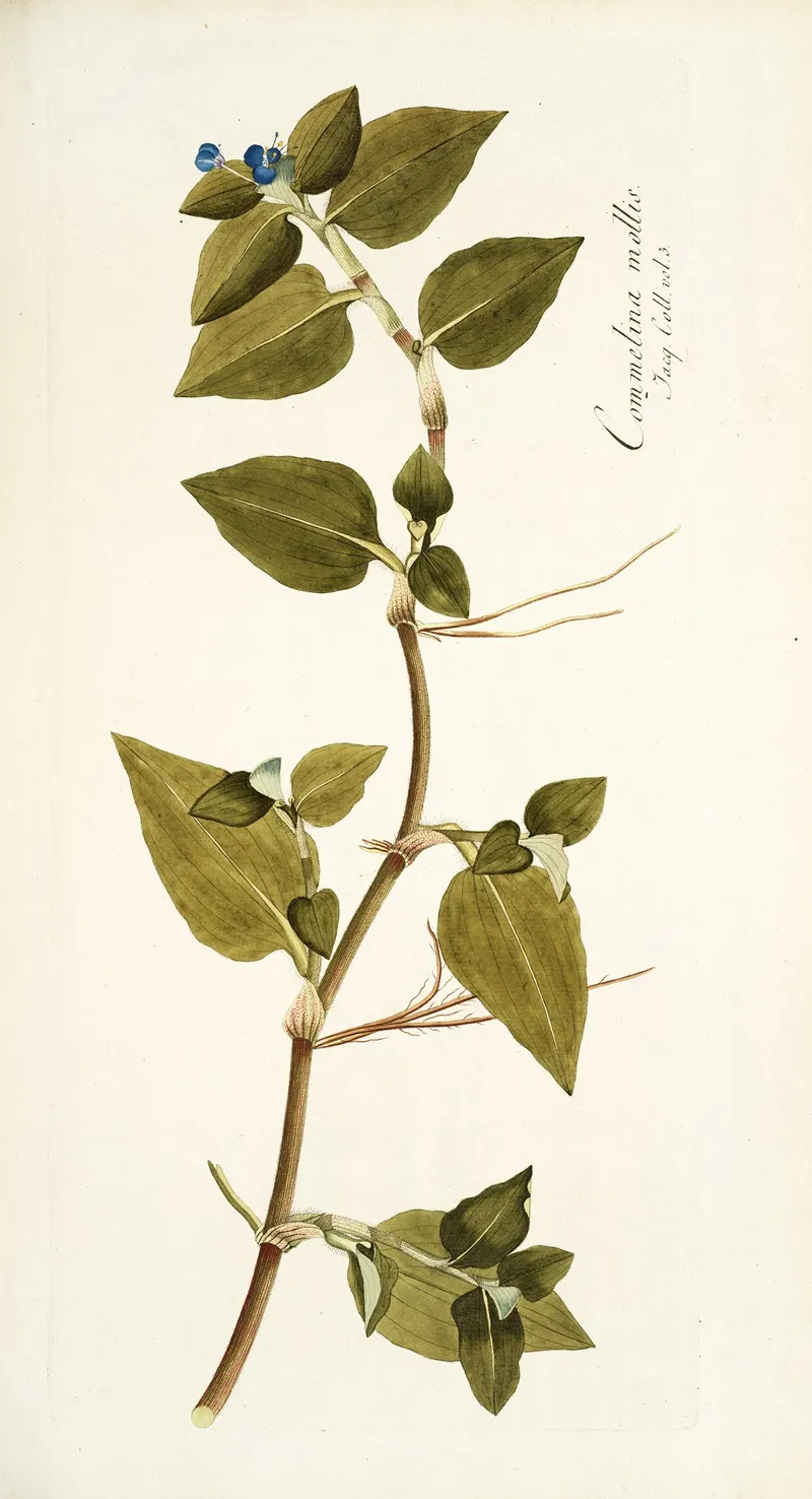 Commelina Mollis Wall Art by Nikolaus Joseph Freiherr von Jacquin - High-Resolution Digital Print