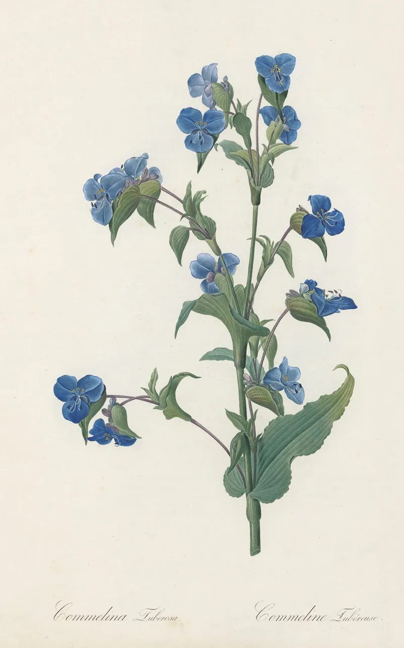Commelina Tuberosa Wall Art by Pierre Joseph Redouté - High-Resolution Digital Print