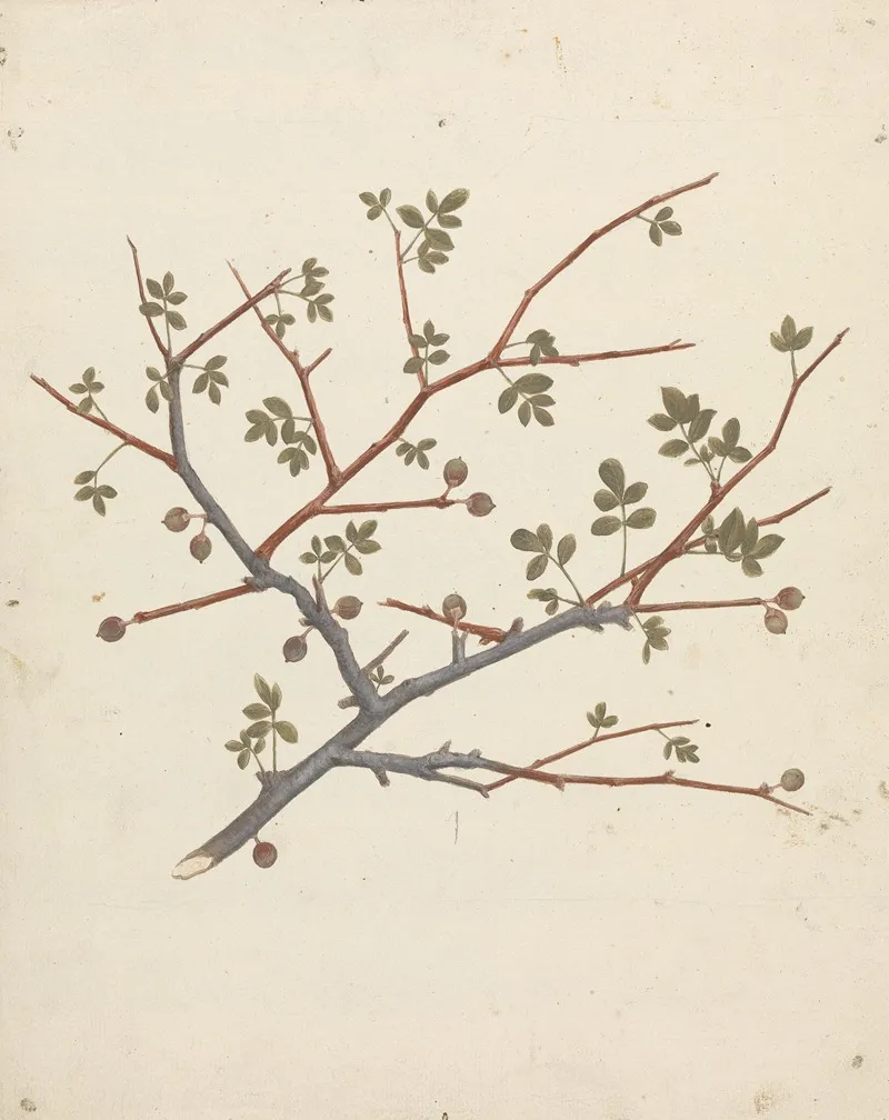 Commiphora Gileadensis L C Chr Balm Of Gilead Opobalsam 2