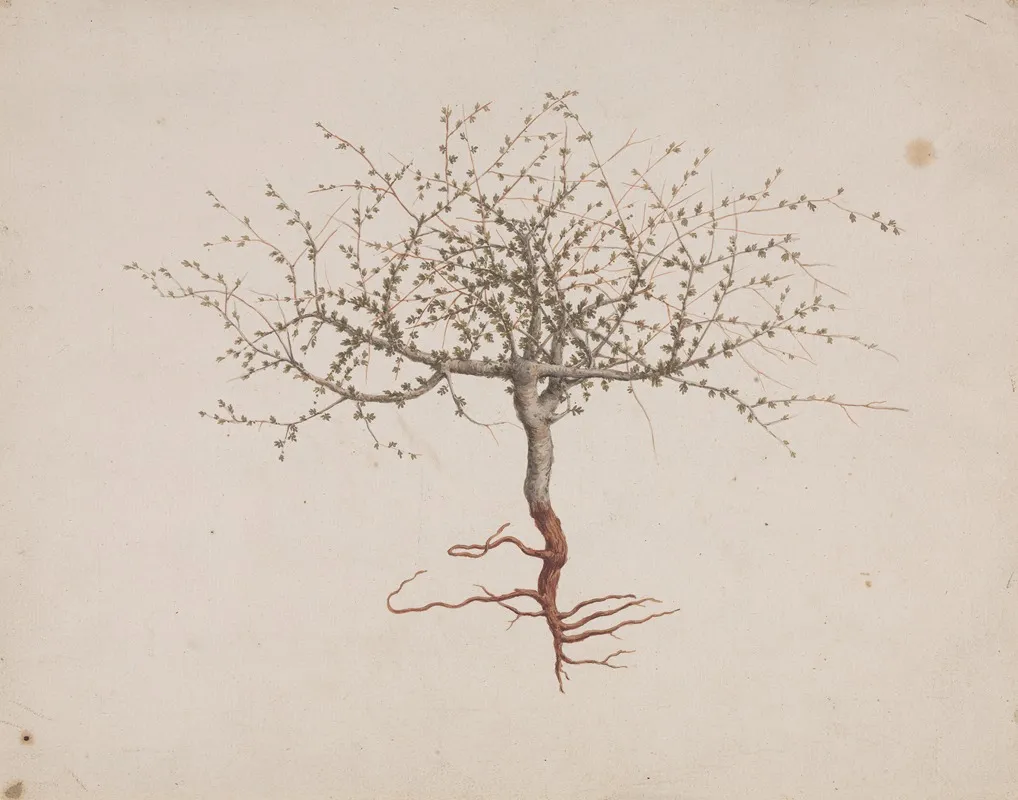 Commiphora Gileadensis L C Chr Balm Of Gilead Opobalsam