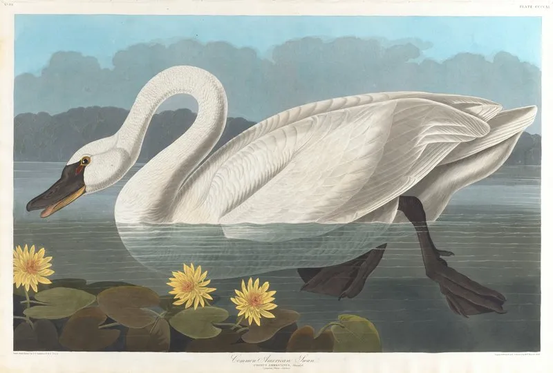 Common American Swan Wall Art by John James Audubon - High-Resolution Digital Print