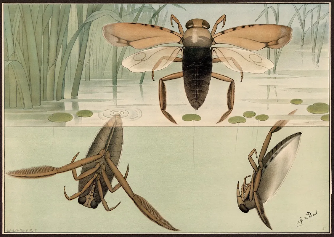 Common Backswimmer Notonecta Glauca Wall Art by G. Pascal - High-Resolution Digital Print