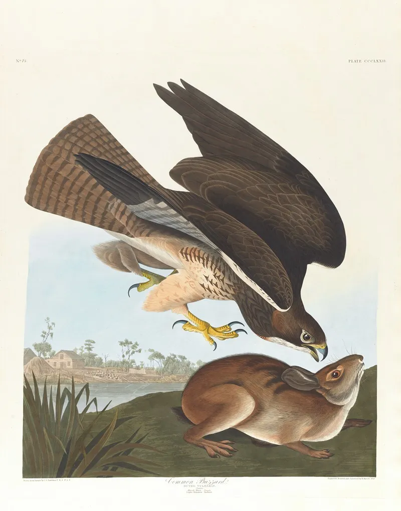 Common Buzzard Wall Art by John James Audubon - High-Resolution Digital Print