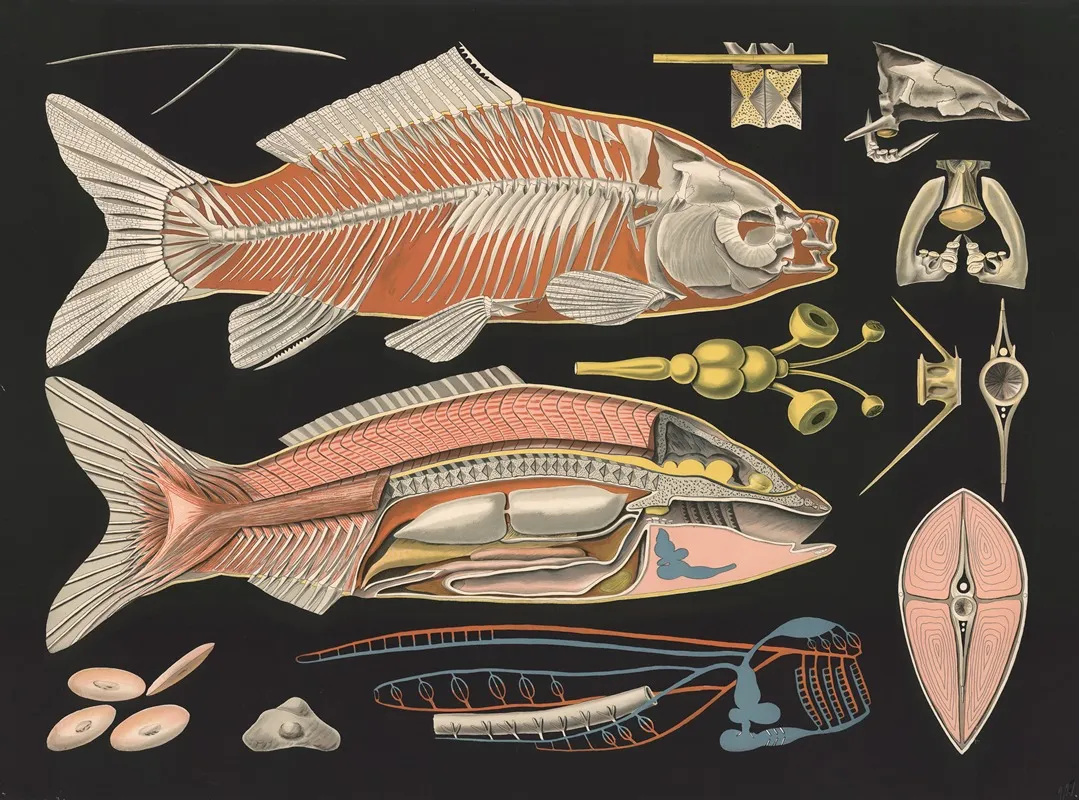 Common Carp Cyprinus Carpio Wall Art by Gottlieb von Koch - High-Resolution Digital Print