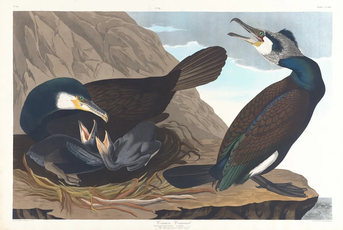 Common Cormorant Wall Art by John James Audubon - High-Resolution Digital Print