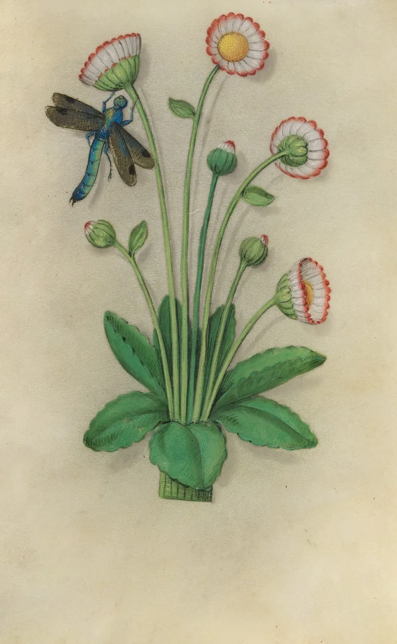 Common Daisy Bellis Perennis With A Dragonfly Wall Art by Master of Claude de France - High-Resolution Digital Print