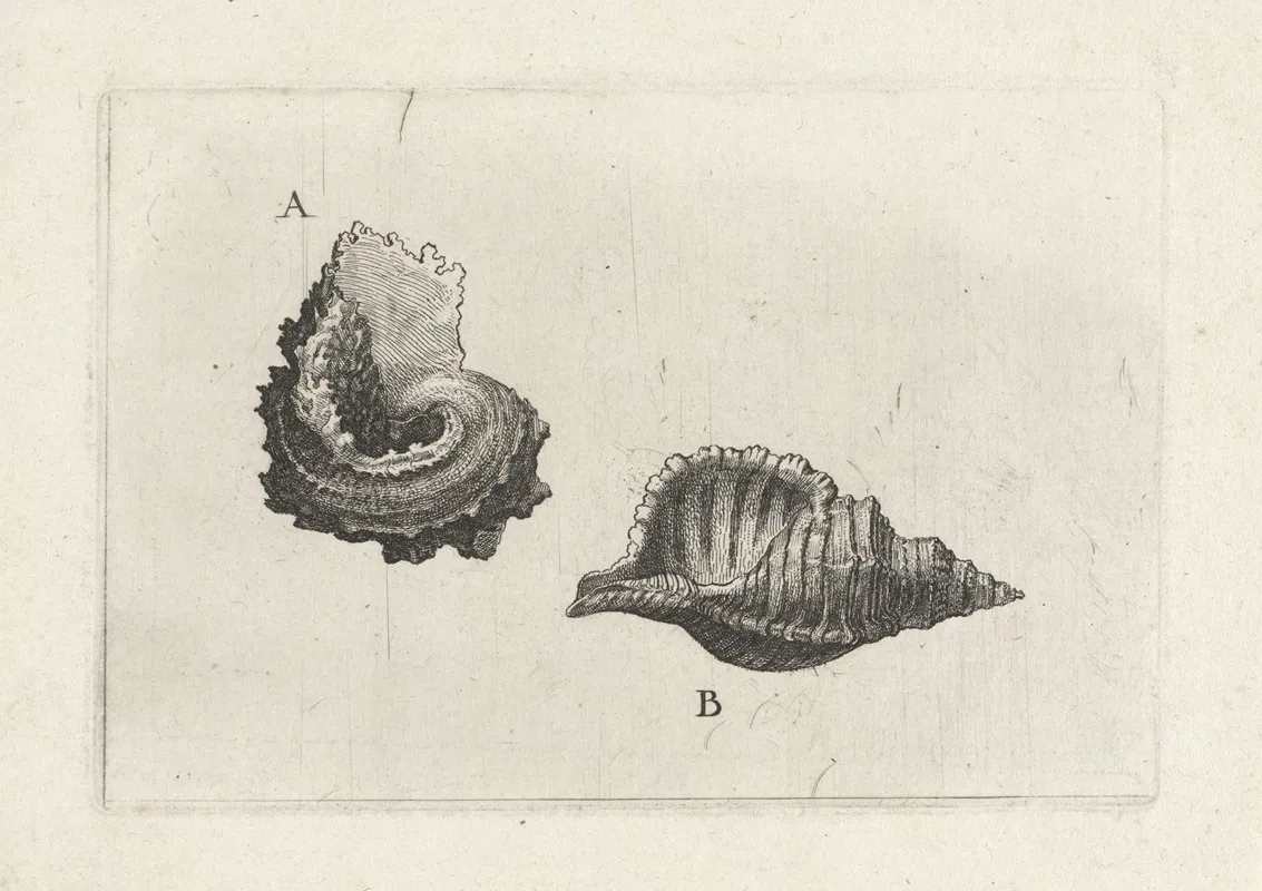Common Delphinula Angaria Delphinus A And Hairy Triton Cymatium Pileare B