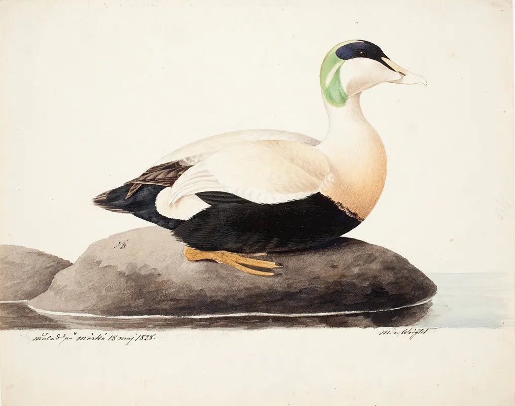 Common Eider Male Wall Art by Magnus Von Wright - High-Resolution Digital Print