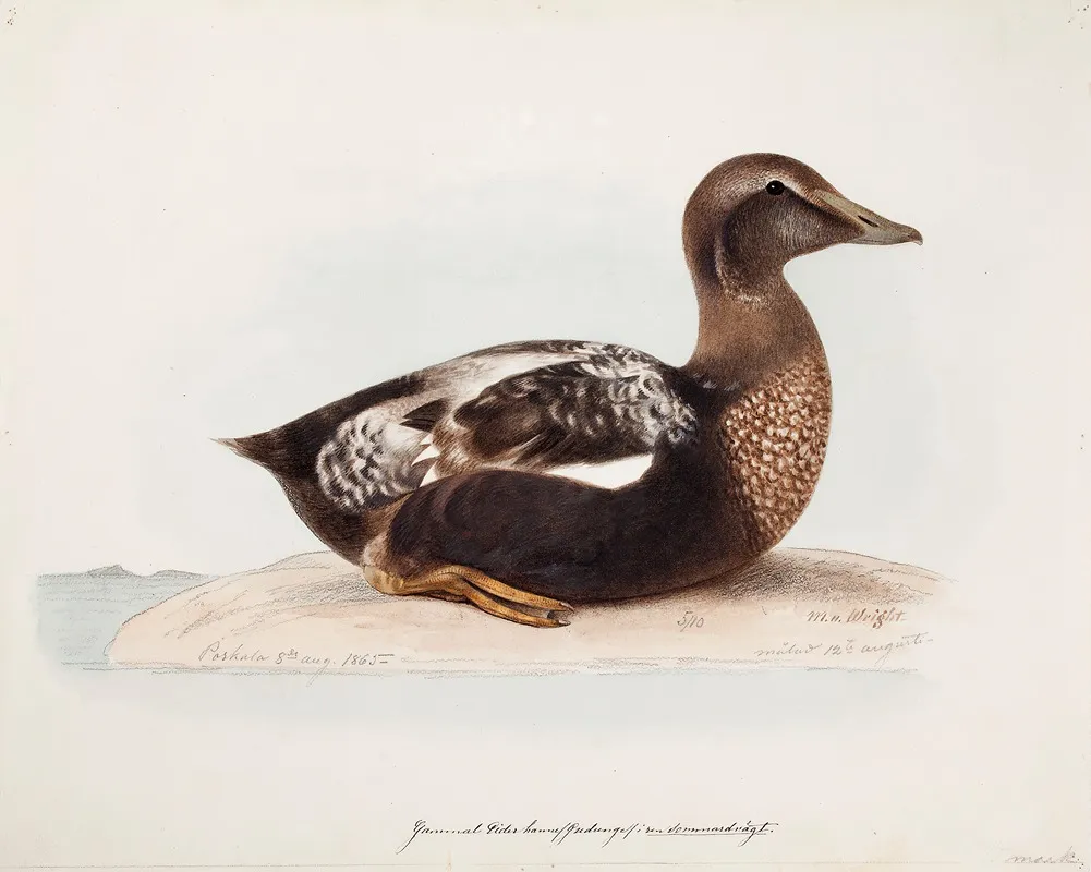 Common Eider Old Male In Summer Wall Art by Magnus Von Wright - High-Resolution Digital Print