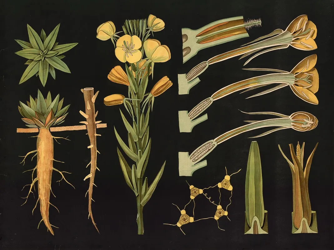 Common Evening Primrose Oenothera Biennis Wall Art by Gottlieb von Koch - High-Resolution Digital Print