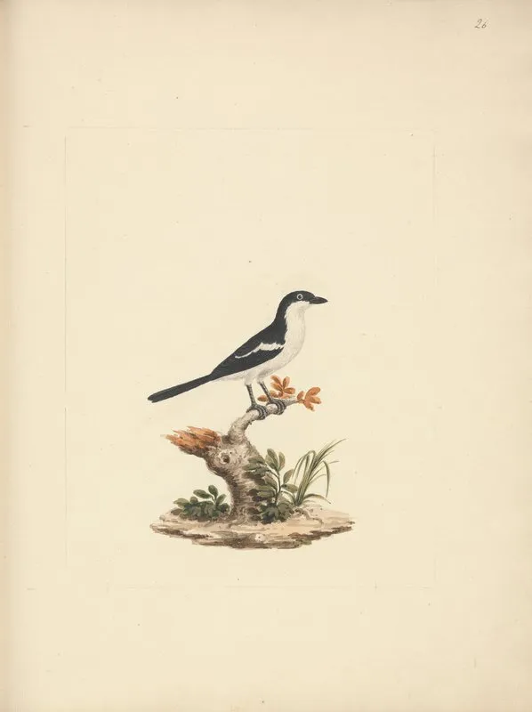 Common Fiscal
