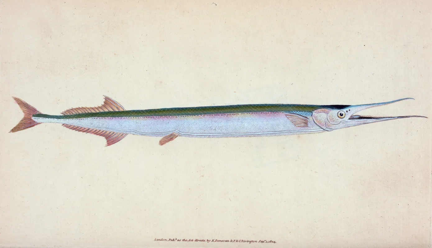 Common Gar Fish Esox Belone Wall Art by Edward Donovan - High-Resolution Digital Print