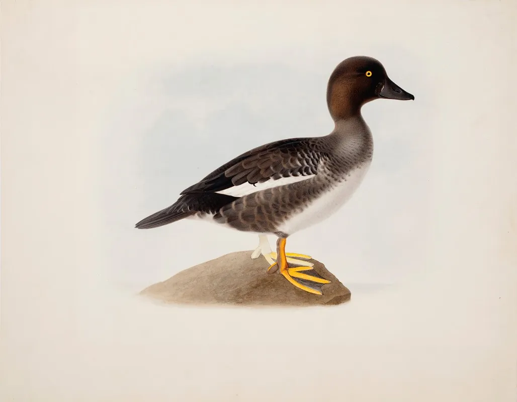 Common Goldeneye Wall Art by Magnus Von Wright - High-Resolution Digital Print