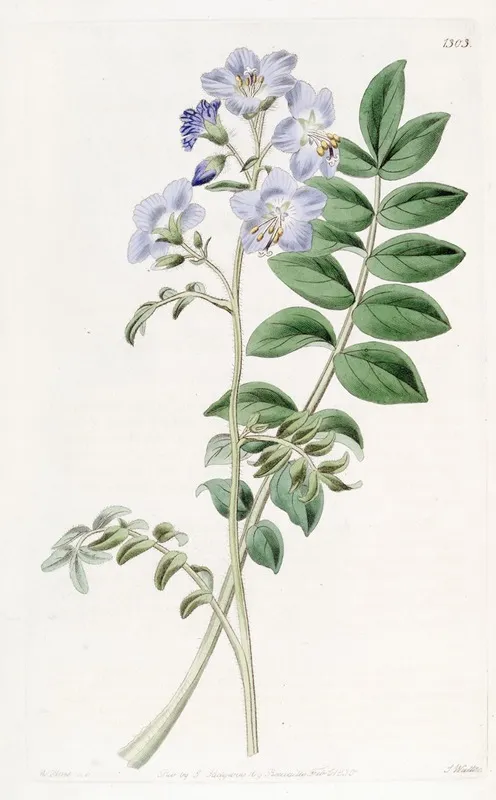 Common Greek Valerian Hairy Variety Wall Art by Sydenham Edwards - High-Resolution Digital Print