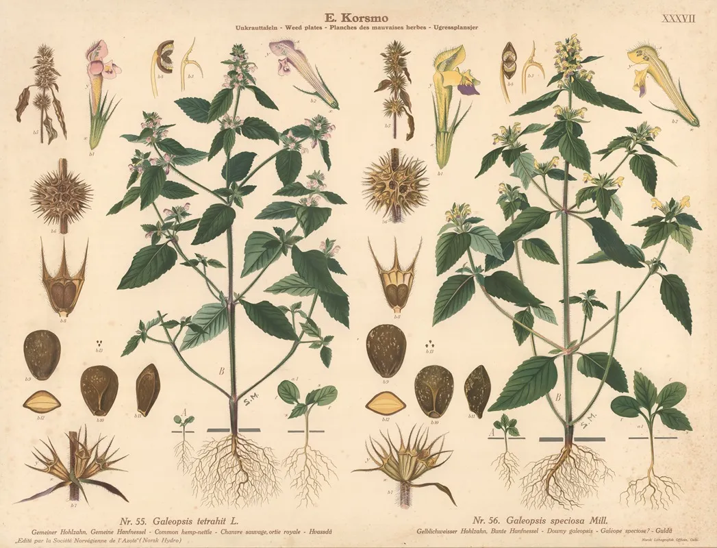 Common Hemp Nettle Downy Galeopsis Wall Art by Sara Mørk - High-Resolution Digital Print