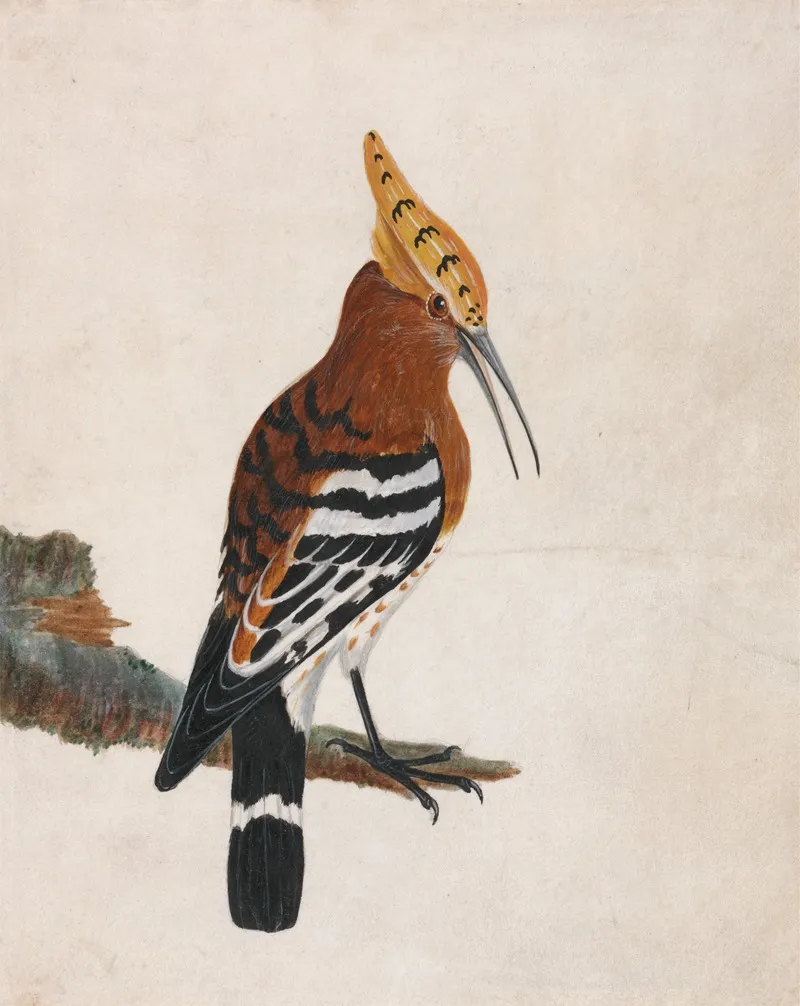 Common Hoopoe Wall Art by William Lewin - High-Resolution Digital Print