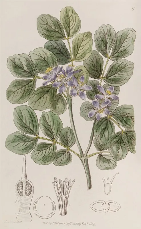 Common Lignum Vitae Wall Art by Sydenham Edwards - High-Resolution Digital Print