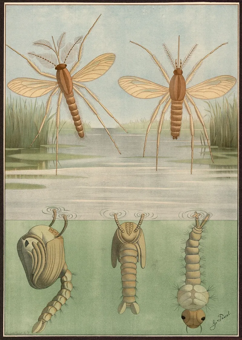 Common Midge Wall Art by G. Pascal - High-Resolution Digital Print