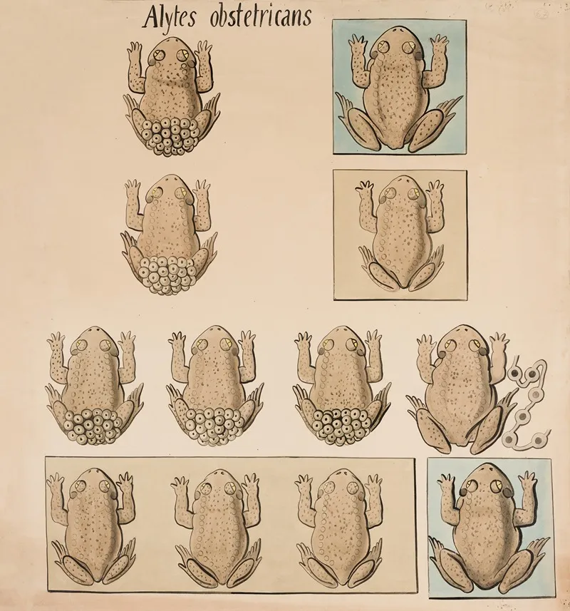 Common Midwife Toad Alytes Obstetricans 2