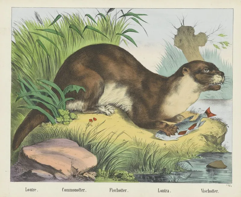 Common Otter Wall Art by Joseph Scholz - High-Resolution Digital Print