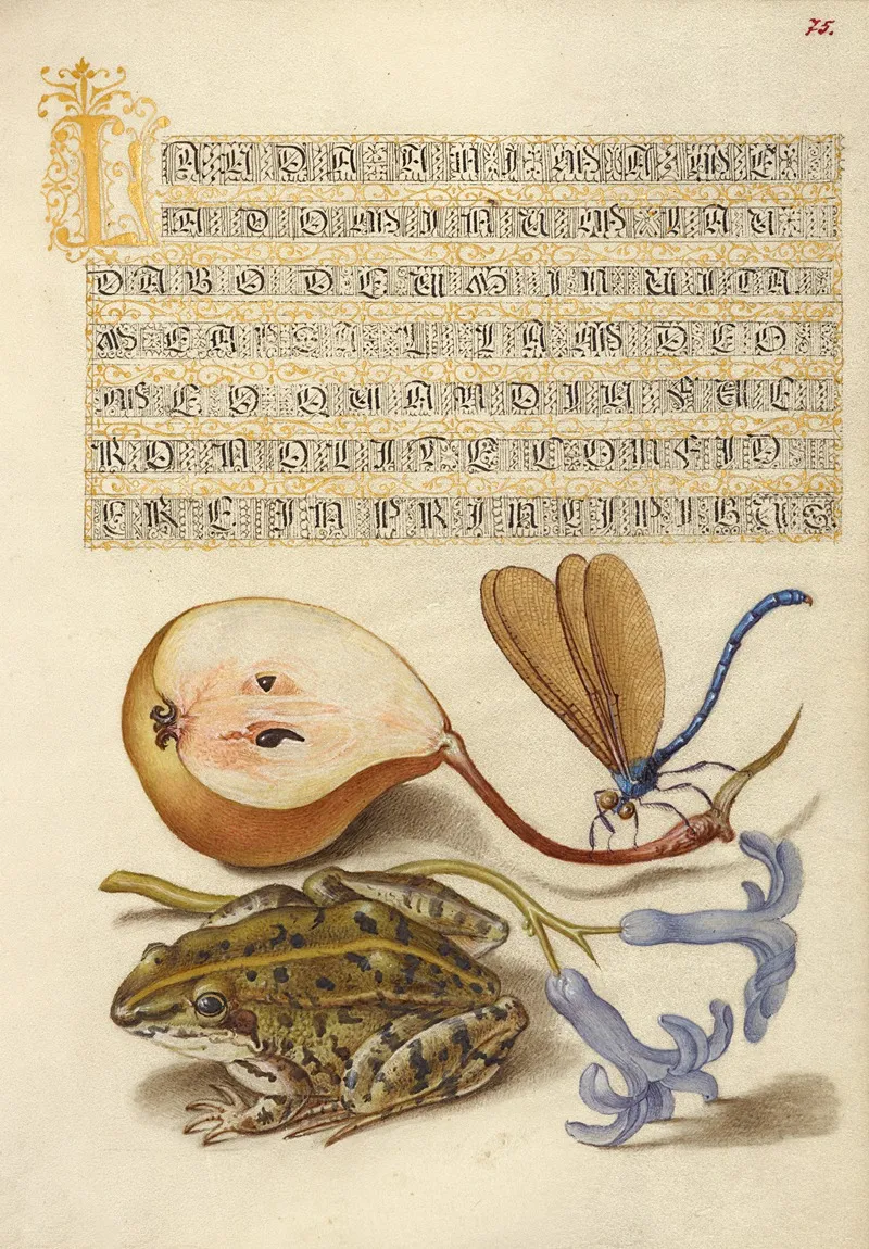 Common Pear Lake Demoiselle Moor Frog And Hyacinth
