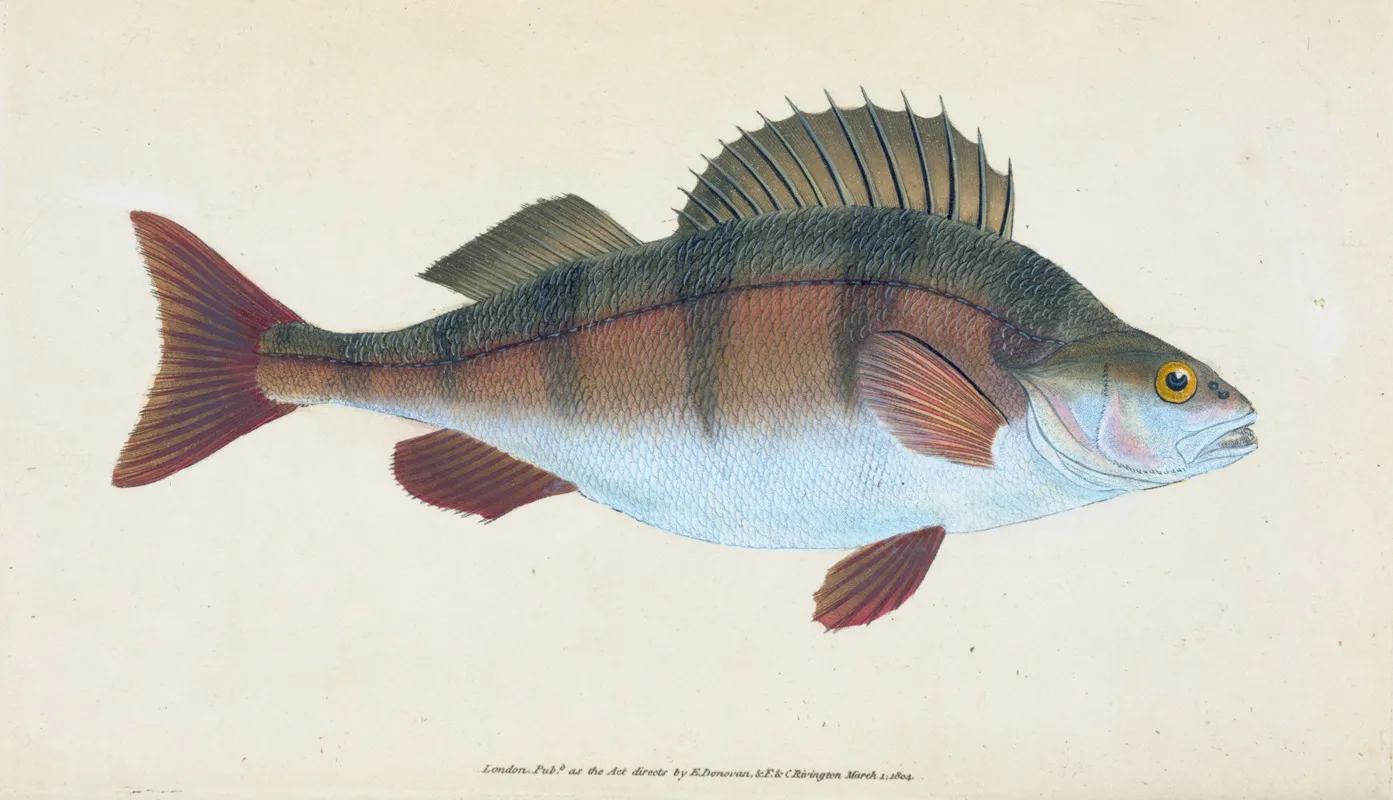Common Perch Perca Fluviatilis Wall Art by Edward Donovan - High-Resolution Digital Print