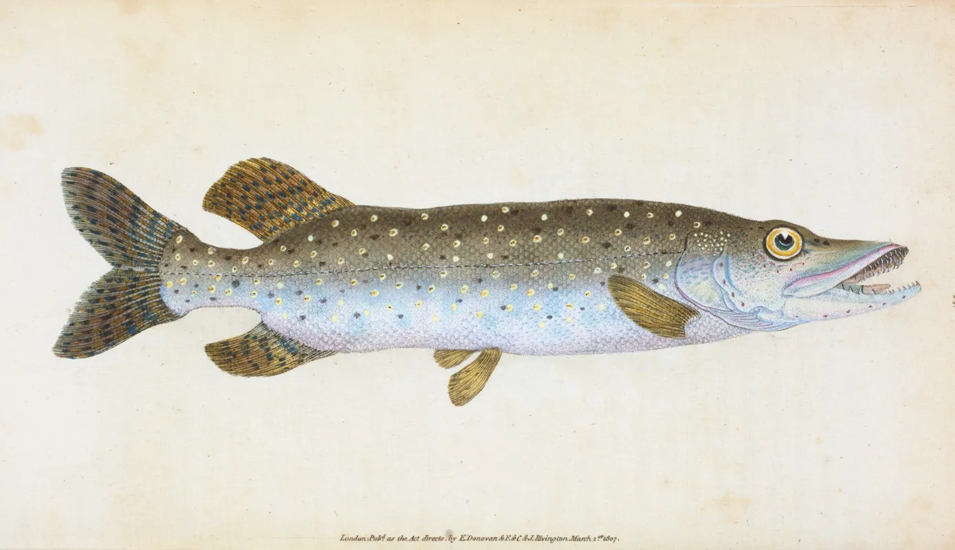 Common Pike Esox Lucius Wall Art by Edward Donovan - High-Resolution Digital Print