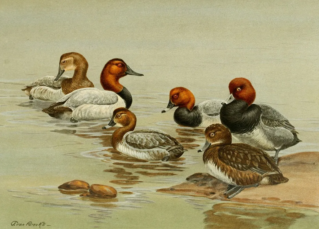 Common Pochard 2 Wall Art by Allan Brooks - High-Resolution Digital Print
