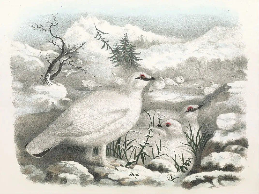 Common Ptarmigan Winter Wall Art by Daniel Giraud Elliot - High-Resolution Digital Print