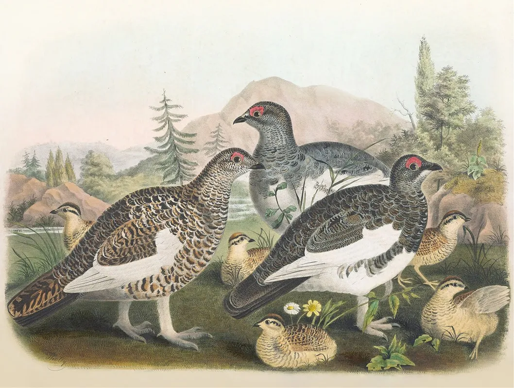 Common Ptarmigan Wall Art by Daniel Giraud Elliot - High-Resolution Digital Print