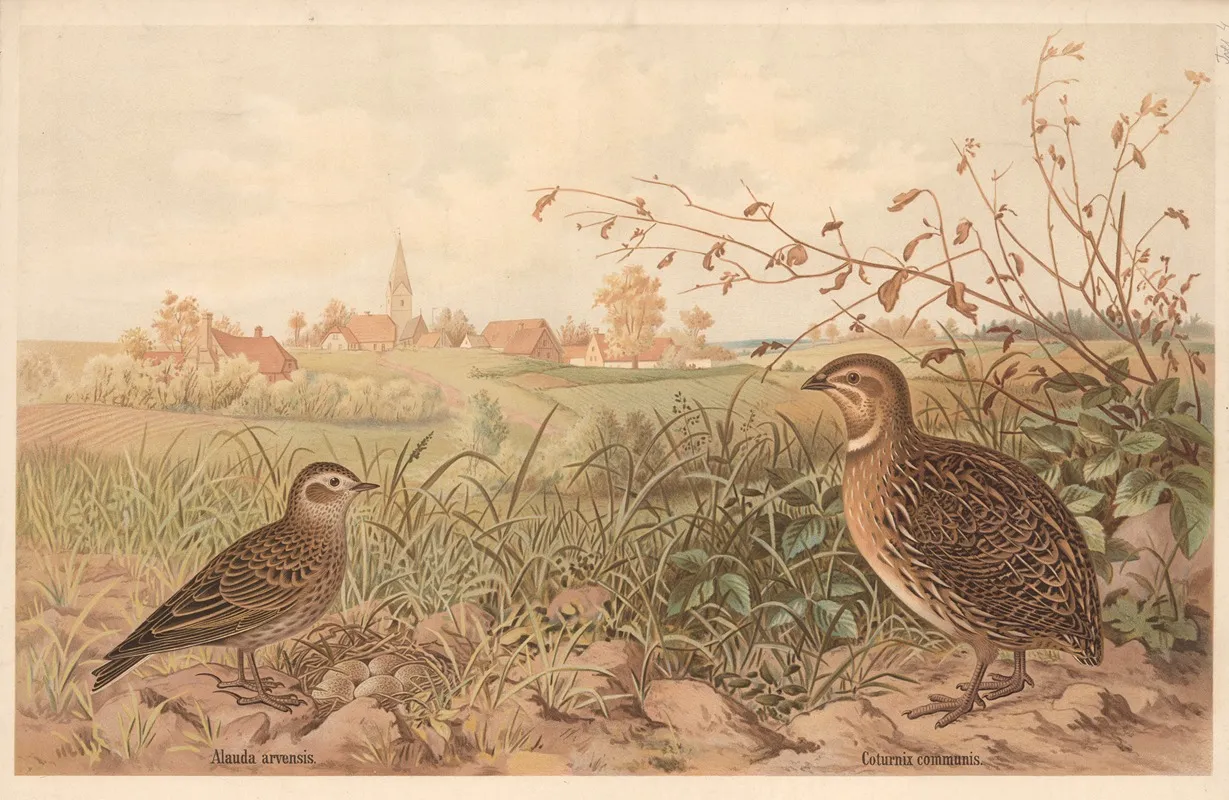 Common Quail Coturnix Communis 2 Wall Art by Emil Schmidt - High-Resolution Digital Print
